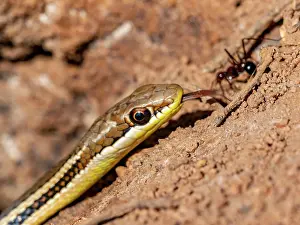 Balance Prints: Madagascar cat eyed snake observes ant on the ground in Zombitse-Vohibasia National Park