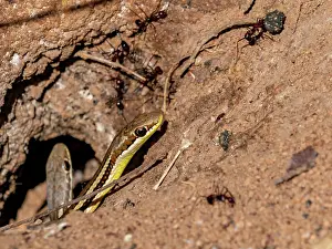 Feeding Prints: Madagascar cat eyed snakes interact with ant species in Zombitse Vohibasia National Park