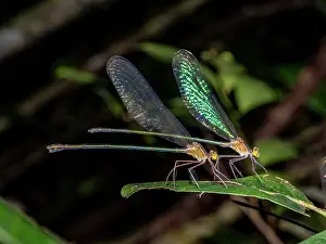 Entomology Prints: Two Madagascar demoiselles on a leaf at night in Andasibe Madagascar