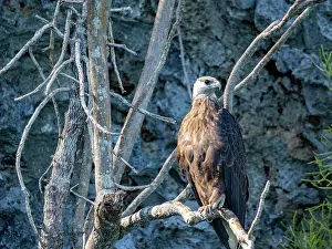 Avifauna Prints: Madagascar fish-eagle perched on a tree limb in Anjajavy Private Reserve showcasing the beauty of wildlife