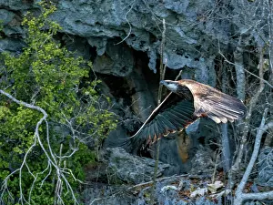 Bright Prints: Madagascar fish-eagle soars through the air in Anjajavy Private Reserve of Madagascar during daylight hours