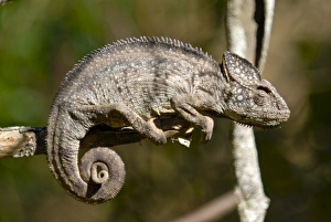 Images Dated 27th August 2007: Madagascar giant chameleon (Furcifer verrucosus), Madagascar, Africa
