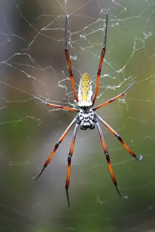 Wild Animals Prints: Madagascar Golden Orb Weaver (Nephila inaurata madagascariensis) female on the web