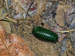 Reptile Prints: Madagascar green-emerald giant pill-millipede moves on the forest floor in Andasibe during daylight