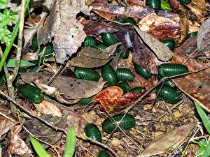 Support Prints: Madagascar green-emerald giant pill-millipedes on the forest floor in Andasibe