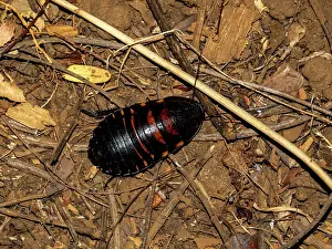 Entomology Prints: Madagascar hissing cockroach resting on the ground in Anjavay Private Reserve during an evening exploration