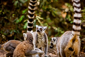 Stripe Prints: Madagascar lemurs, Johannesburg, South Africa, Africa