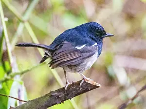 Beak Prints: Madagascar magpie robin perched on tree limb in Andasibe during daylight