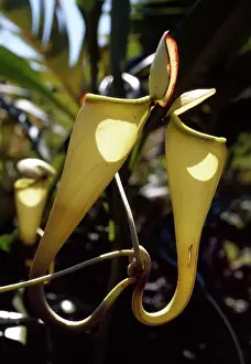 Pla Nts Prints: Madagascar pitcher plant (Nepenthes madagascariensis)