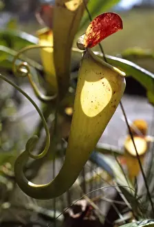 Pla Nts Prints: Madagascar pitcher plant(Nepenthes madagascariensis)