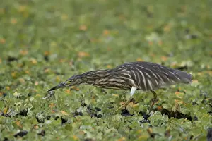 Madagascar squacco heron (Madagascar pond-heron) (Malagasy pond-heron) (Ardeola idae)