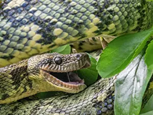 Reptile Prints: Madagascar tree boa displays its features in the leaves of Mantadia Lodge in Andasibe Madagascar