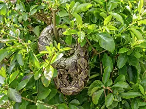 Reptile Prints: Madagascar tree boa resting in foliage at Mantadia Lodge in Andasibe Madagascar