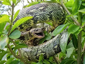 Reptile Prints: Madagascar tree boa Sanzinia madagascariensis resting in foliage at Mantadia Lodge
