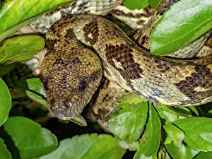 Reptile Prints: Madagascar tree boa Sanzinia madagascariensis resting on leaves in Andasibe Madagascar