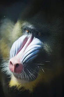 Mexico City Prints: Madril (Mandrillus Sphinx), Zoologico de Chapultepec (City Zoo), District Federal