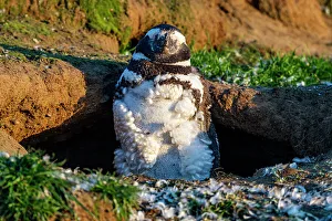 Magdalena Island Prints: Magdalena Island, Magallanes Region, Punta Arenas, Chile, South America