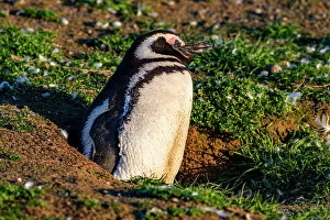 Adorable Prints: Magdalena Island, Magallanes Region, Punta Arenas, Chile, South America