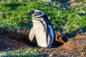 Camera Prints: Magdalena Island, Magallanes Region, Punta Arenas, Chile, South America