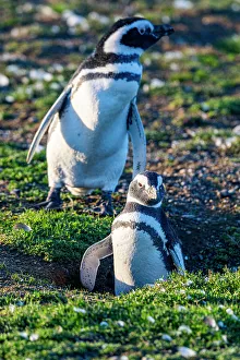 Eyes Prints: Magdalena Island, Magallanes Region, Punta Arenas, Chile, South America
