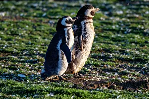 Feathered Prints: Magdalena Island, Magallanes Region, Punta Arenas, Chile, South America