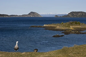 Geese Prints: Magellan goose (Chloephaga picta), Ushuaia, Tierra del Fuego, Argentina, South America