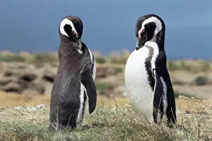 Life Style Collection: Magellan penguins, Patagonia, Chile, South America