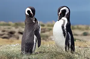 Chilean Prints: Magellan penguins, Patagonia, Chile, South America