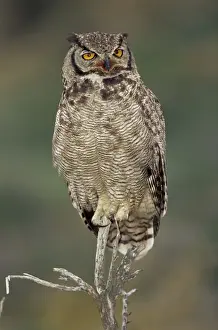 Anticipation Prints: A Magellanic horned owl (Bubo magellanicus) sitting on a tree