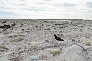 Cloud Sky Prints: Magellanic oyster catcher (Haematopus leucopodus) and Sea Lion Lodge