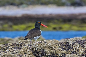 Oystercatcher Prints: Magellanic oystercatcher (Haematopus leucopodus)