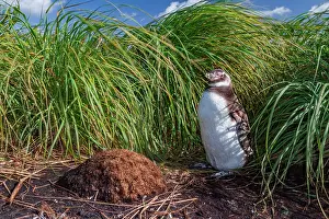 Colony Prints: Magellanic penguin chick standing near grass and nesting site in Falkland Islands