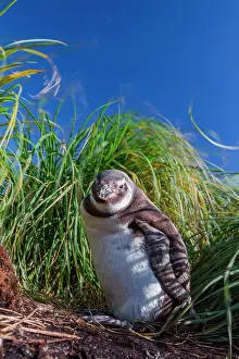 Colony Prints: Magellanic penguin chick stands among grass in Gypsey Cove