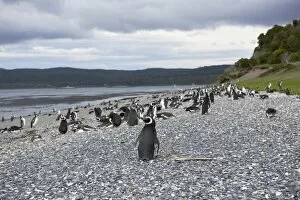 Flightless Bird Gallery: A magellanic penguin colony at the beach on Martillo Island, Tierra del Fuego, Argentina