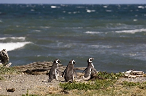 Magellanic Prints: Magellanic penguin colony, Seno Otway, Patagonia, Chile, South America