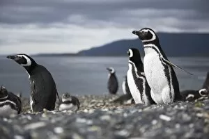 Flightless Bird Gallery: A magellanic penguin on Martillo Island, Tierra del Fuego, Argentina, South America
