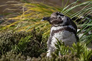 Feathers Prints: Magellanic penguin molting process in Gypsey Cove on East Island during the day in Falkland Islands