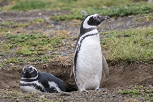Magellanic penguin (Spheniscus magellanicus), a pair of breeding penguins on their nest