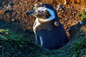 Pebbles Prints: Magellanic penguin (Spheniscus magellanicus)