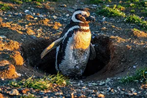 Eyes Prints: Magellanic penguin (Spheniscus magellanicus)