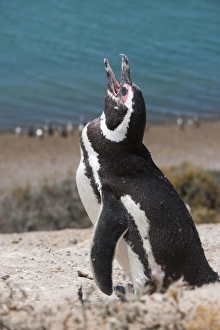 Images Dated 19th December 2008: Magellanic penguin (Spheniscus magellanicus), Peninsula Valdez, UNESCO World Heritage Site
