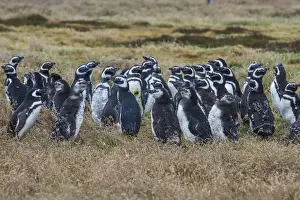 Magellanic penguin (Spheniscus magellanicus) colony, Carcass Island, West Falklands