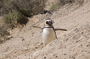 Valdes Peninsula Prints: Magellanic penguin, Valdes Peninsula, Patagonia, Argentina, South America