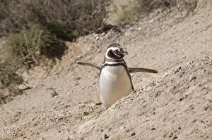 Magellanic penguin, Valdes Peninsula, Patagonia, Argentina, South America