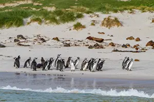 Colony Prints: Magellanic penguins gather on beach at Carcass Island in Falkland Islands during a sunny day