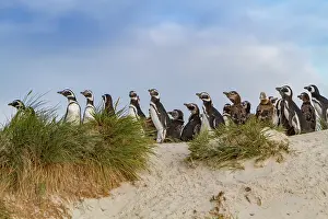 Colony Prints: Magellanic penguins gather on the beach with grass in the Falkland Islands