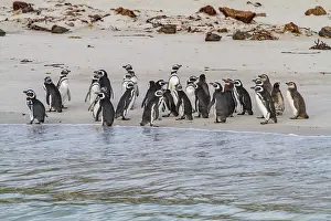 Feathers Prints: Magellanic penguins gather on the sandy beach near the water's edge on Carcass Island in the Falkland Islands