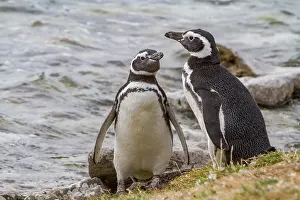 Colony Prints: Magellanic penguins interact near the water in Gypsey Cove