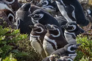 Feathers Prints: Magellanic penguins molt in Gypsey Cove on East Island in the Falkland Islands during a sunny day