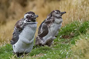 Colony Prints: Magellanic penguins molt in Gypsey Cove on East Island in the Falkland Islands during the winter season